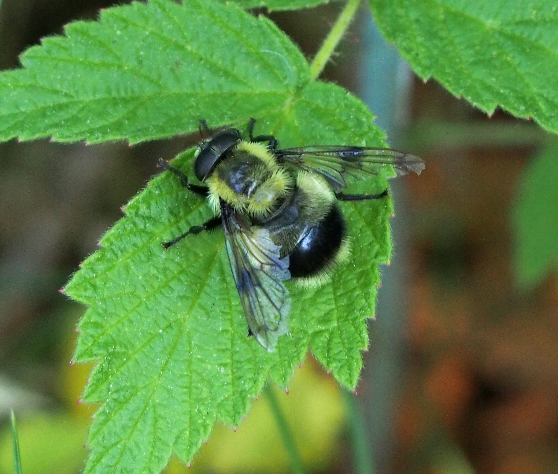 Volucella spp.